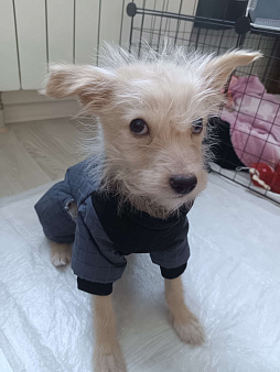 Малышка Кики ищет маму и папу!