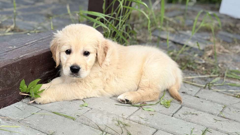 Собаки в Петрозаводске: Щенок Золотистого ретривера  Мальчик, 80 000 руб. - фото 6