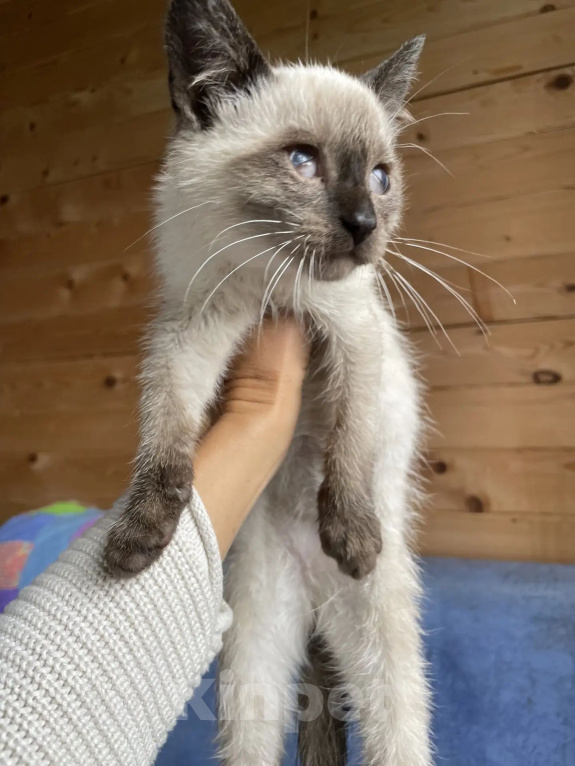 Кошки в Солнечногорске: Тайский котенок в добрые руки Мальчик, Бесплатно - фото 2