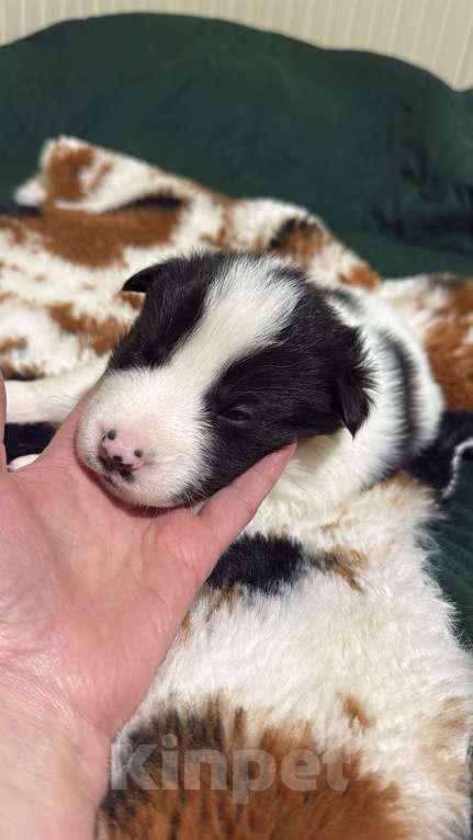 Собаки в других городах Московской области: Эбигейл Девочка, 100 руб. - фото 4