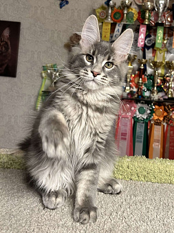 Кот мейн-кун