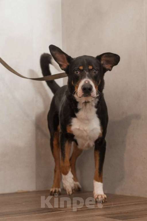 Собаки в Москве: Трехцветный добродушный пёс Барон ищет дом Мальчик, 1 руб. - фото 5