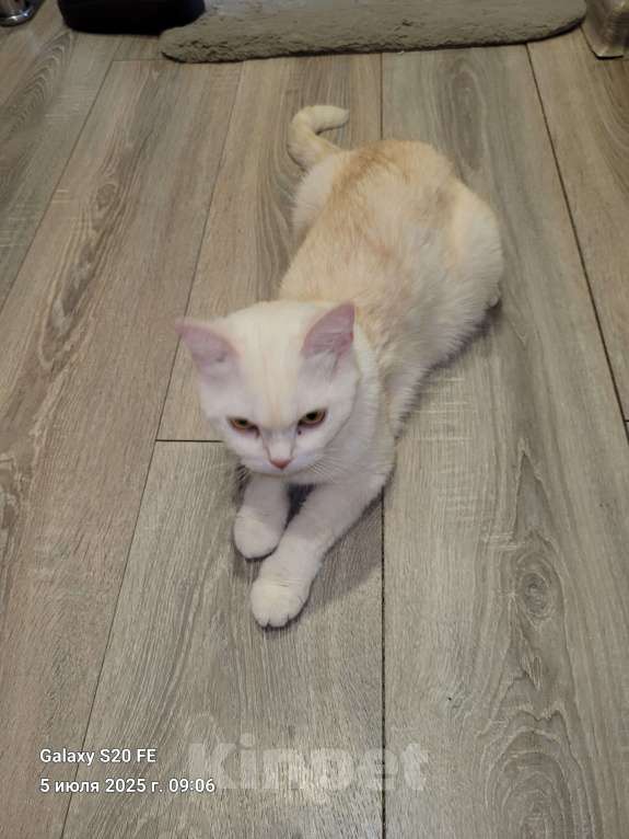 Кошки в Москве: В добрые руки Девочка, Бесплатно - фото 4