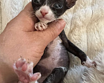 Кошки в Дедовске: Котенок девочка.  Девочка, Бесплатно - фото 3