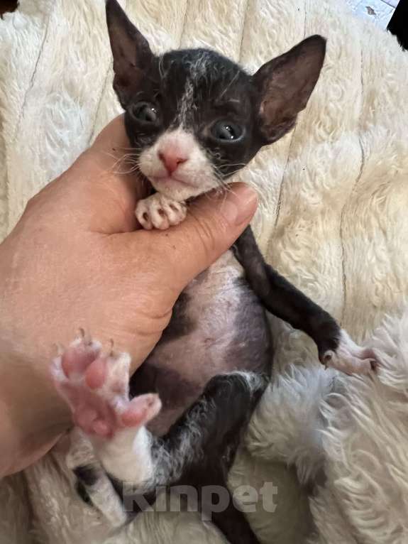 Кошки в Дедовске: Котенок девочка.  Девочка, Бесплатно - фото 3