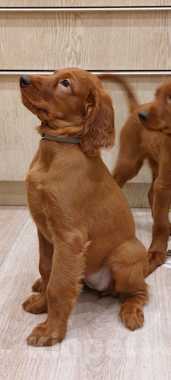 Собаки в Москве: Щенки Ирландского сеттера Разнополые, 60 000 руб. - фото 2