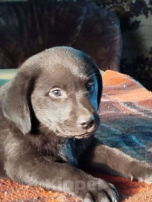 Собаки в Новокузнецке: полностью чёрный активный шустрый добрый Девочка, Бесплатно - фото 3