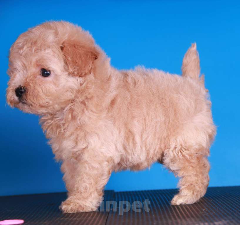 Собаки в Москве: мальтипу Ф1 щенки Девочка, 150 000 руб. - фото 8