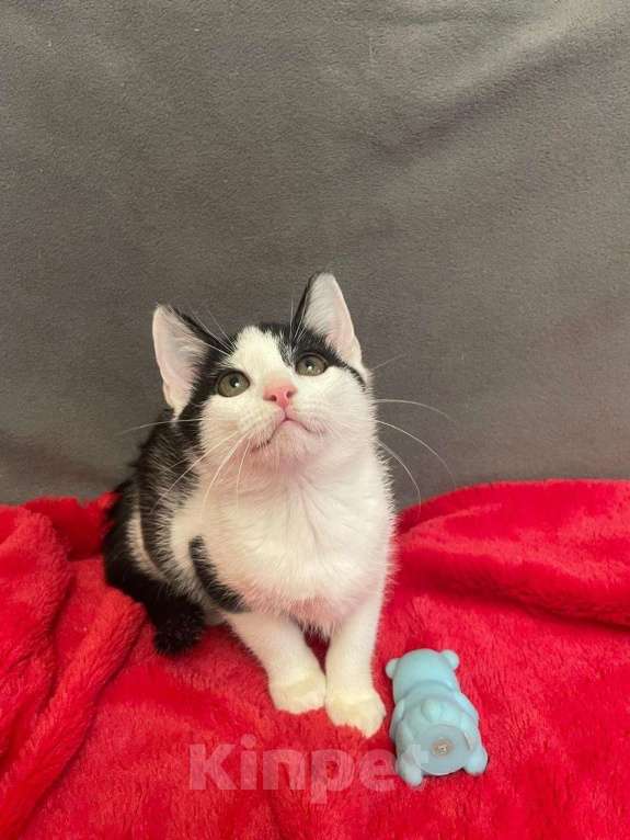 Кошки в Санкт-Петербурге: Фантастический малыш Кирюша Мальчик, Бесплатно - фото 2