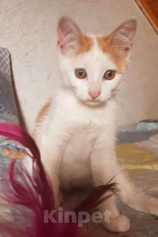 Кошки в Москве: солнечный котенок Лучик ищет срочно семью Мальчик, Бесплатно - фото 4