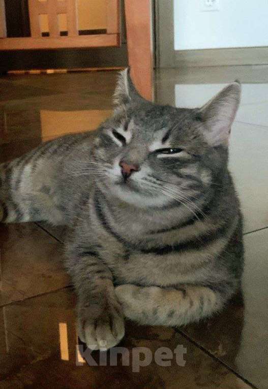 Кошки в Москве: Полосатая глазастая кошечка Алиса! Девочка, Бесплатно - фото 5