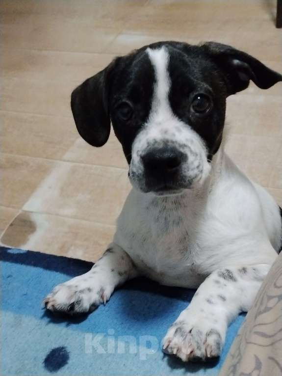 Собаки в Краснодаре: Отдам малыша в добрые руки Мальчик, 1 000 руб. - фото 1