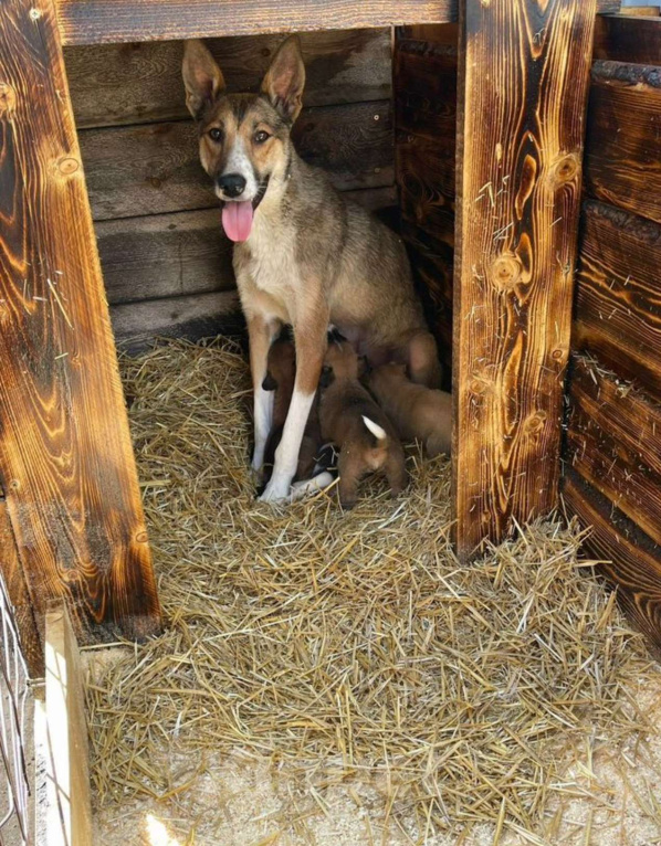 Собаки в других городах Владимирской области: Красивая и добрая собака в добрые руки бесплатно Девочка, Бесплатно - фото 1