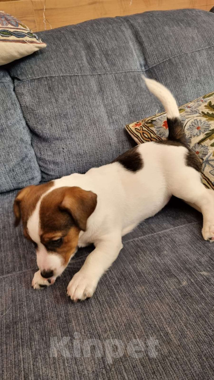 Собаки в Москве: Мальчик 3 мес  Мальчик, Бесплатно - фото 3