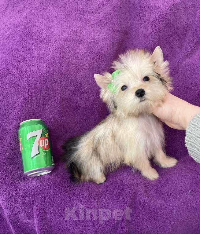 Собаки в Москве: Микро йорк золотая девочка ласковая Девочка, 65 000 руб. - фото 2