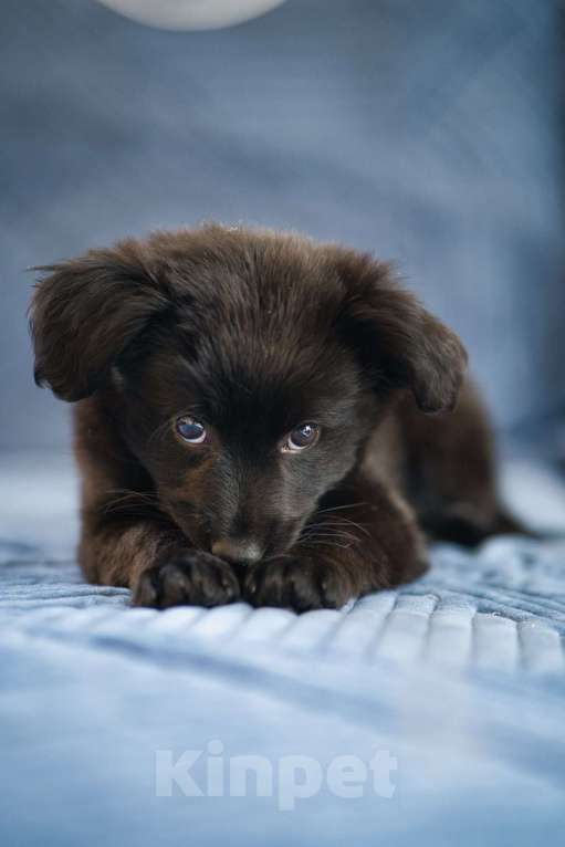 Собаки в других городах Московской области: Ежевика ищет семью Девочка, Бесплатно - фото 3