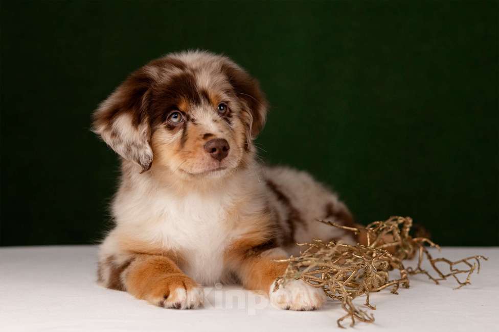 Собаки в Нижнем Новгороде: Щенки Миниатюрной Американской овчарки Разнополые, Бесплатно - фото 1