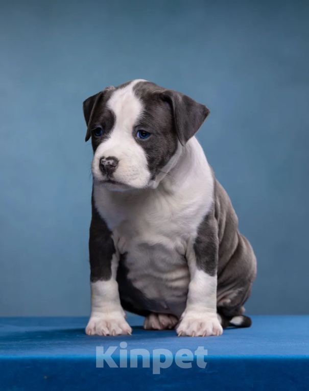 Собаки в Санкт-Петербурге: Продаётся шикарный парень Мальчик, Бесплатно - фото 6