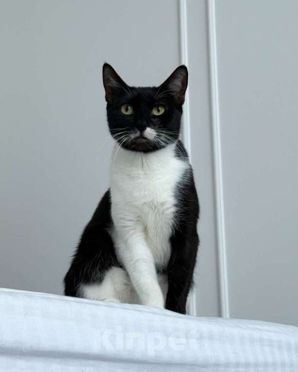 Кошки в Москве: Печенька ищет дом  Девочка, Бесплатно - фото 3