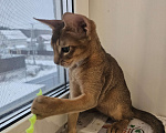 Кошки в Екатеринбурге: Абиссинский котёнок  Мальчик, Бесплатно - фото 6