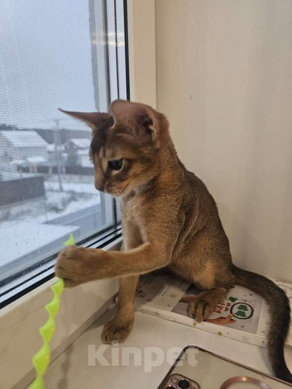 Кошки в Екатеринбурге: Абиссинский котёнок  Мальчик, Бесплатно - фото 6