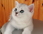 Кошки в Чебоксарах: Шотландский котёнок (Страйт) Мальчик, 9 000 руб. - фото 3