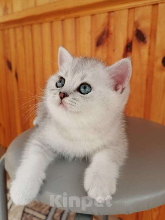 Кошки в Чебоксарах: Шотландский котёнок (Страйт) Мальчик, 9 000 руб. - фото 3