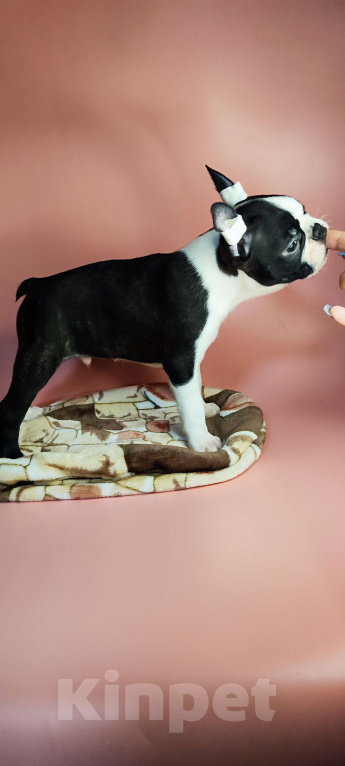 Собаки в Хотьково: Мальчик Бостон терьер  Мальчик, 65 000 руб. - фото 4