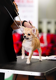 Чихуахуа мальЧишка