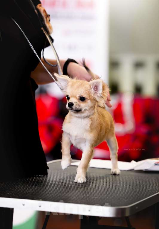 Собаки в Рязани: Чихуахуа мальЧишка Мальчик, 70 000 руб. - фото 1
