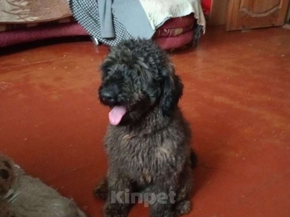 Собаки в Орле: Пудель  Мальчик, Бесплатно - фото 2