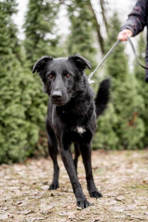 Собаки в Москве: Много прошел, а дома так и нет Мальчик, Бесплатно - фото 3
