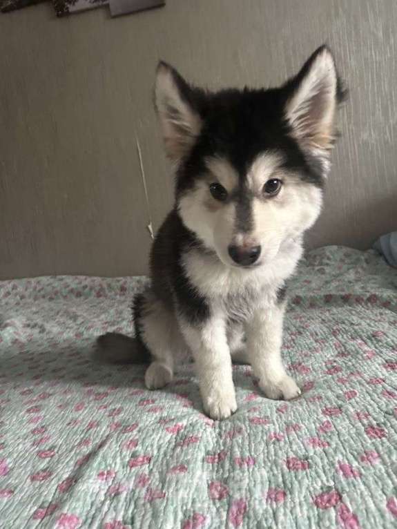 Собаки в Москве: Продам щенков девочку и мальчика Мальчик, Бесплатно - фото 3