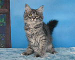 Кошки в Москве: Сибирский котёнок Девочка, Бесплатно - фото 8