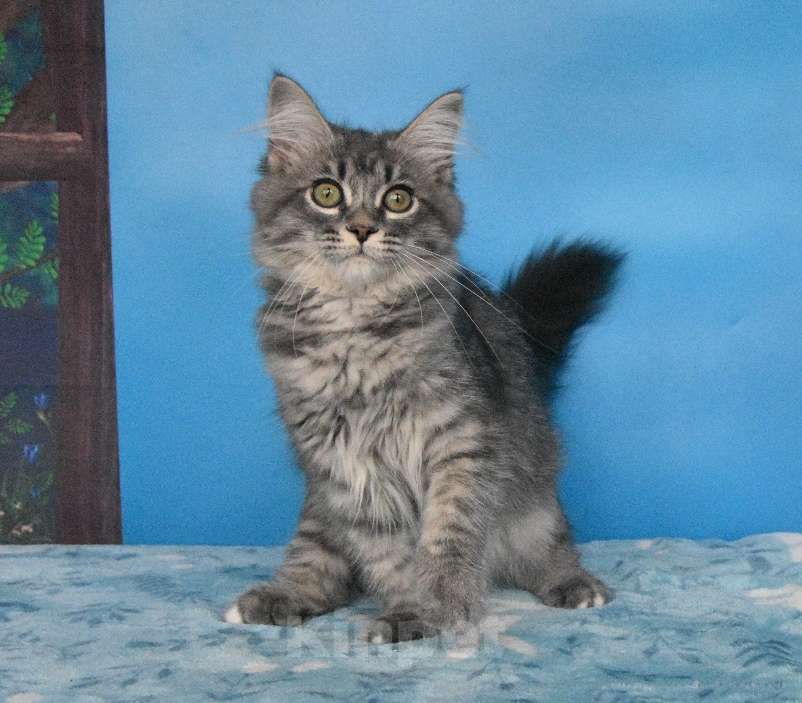 Кошки в Москве: Сибирский котёнок Девочка, Бесплатно - фото 8