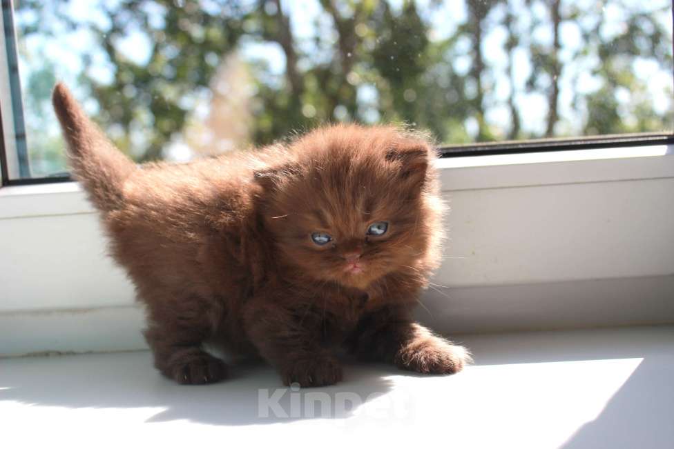 Кошки в Санкт-Петербурге: Шоколадный шотландский прямоухий котик  Мальчик, 50 000 руб. - фото 4