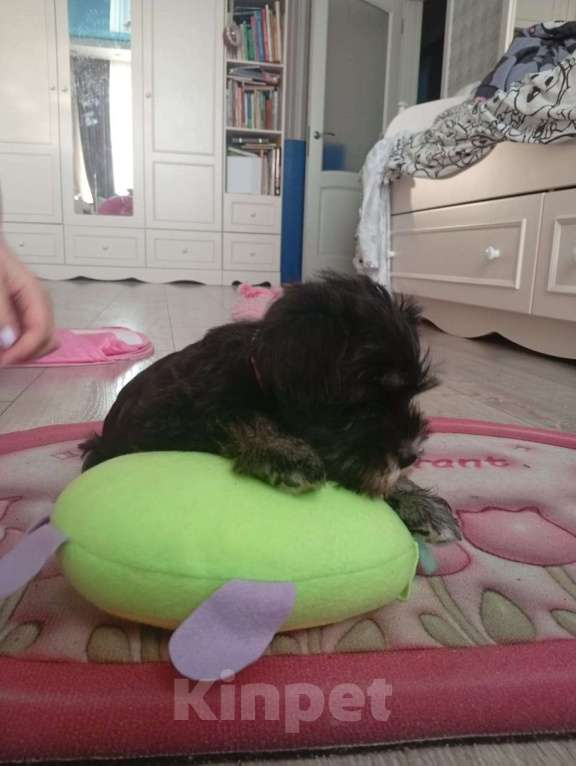 Собаки в Москве: Продам щенка Цвергшнауцера Девочка, 40 000 руб. - фото 4