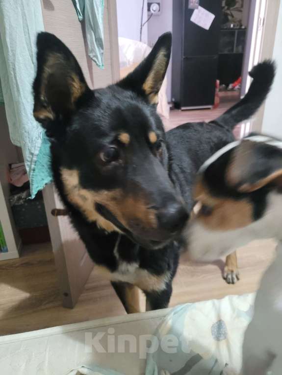 Собаки в Екатеринбурге: взрослый пёс в добрын руки Мальчик, Бесплатно - фото 4