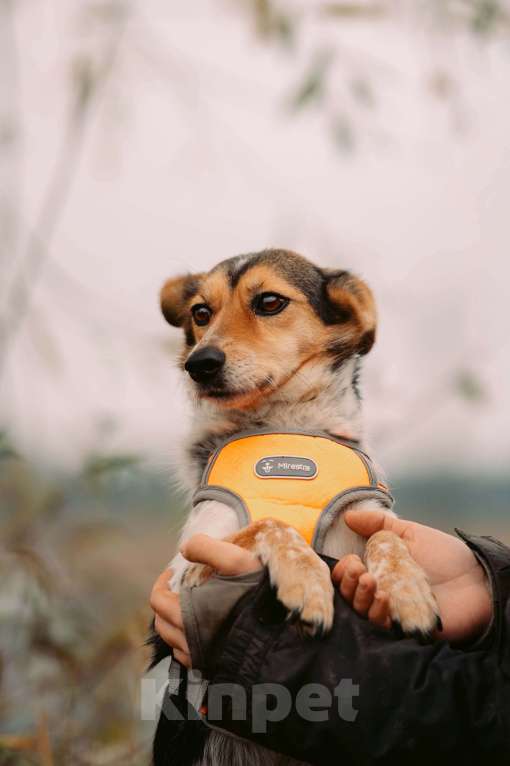 Собаки в Москве: Шарлотта Девочка, Бесплатно - фото 1