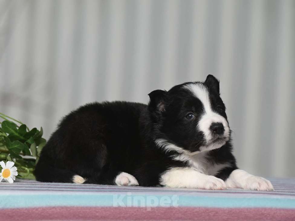 Собаки в Москве: Бордер-колли девочка Девочка, 50 000 руб. - фото 2