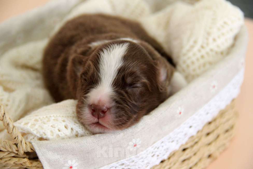 Собаки в Краснодаре: Щенки австралийской овчарки Мальчик, 100 000 руб. - фото 2