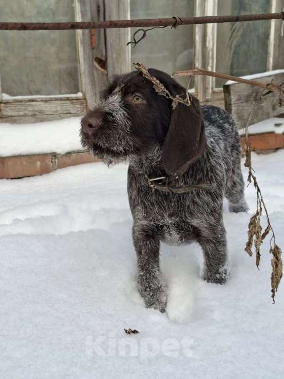 Собаки в Борисоглебске: подрощенный щенок Мальчик, 65 000 руб. - фото 3