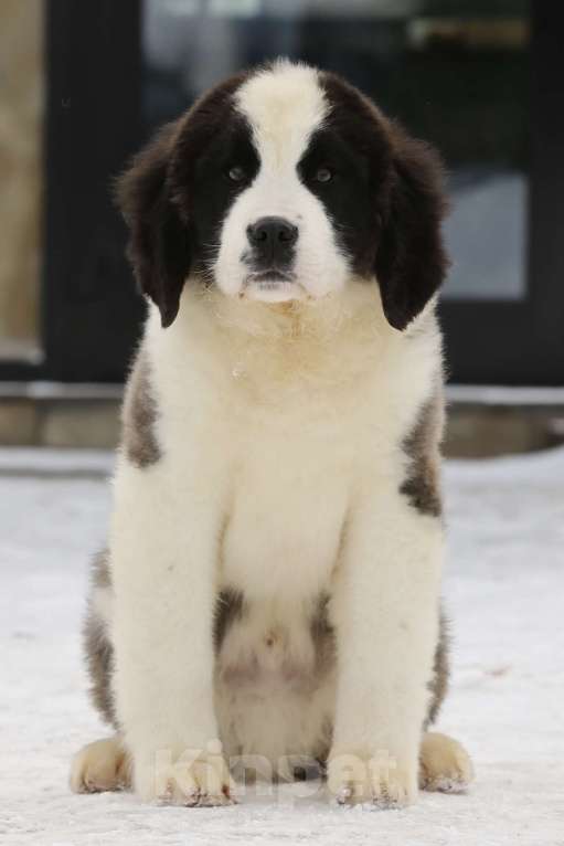 Собаки в Костроме: Щенки сенбернара, великан, друг, силач, сторож Разнополые, Бесплатно - фото 1