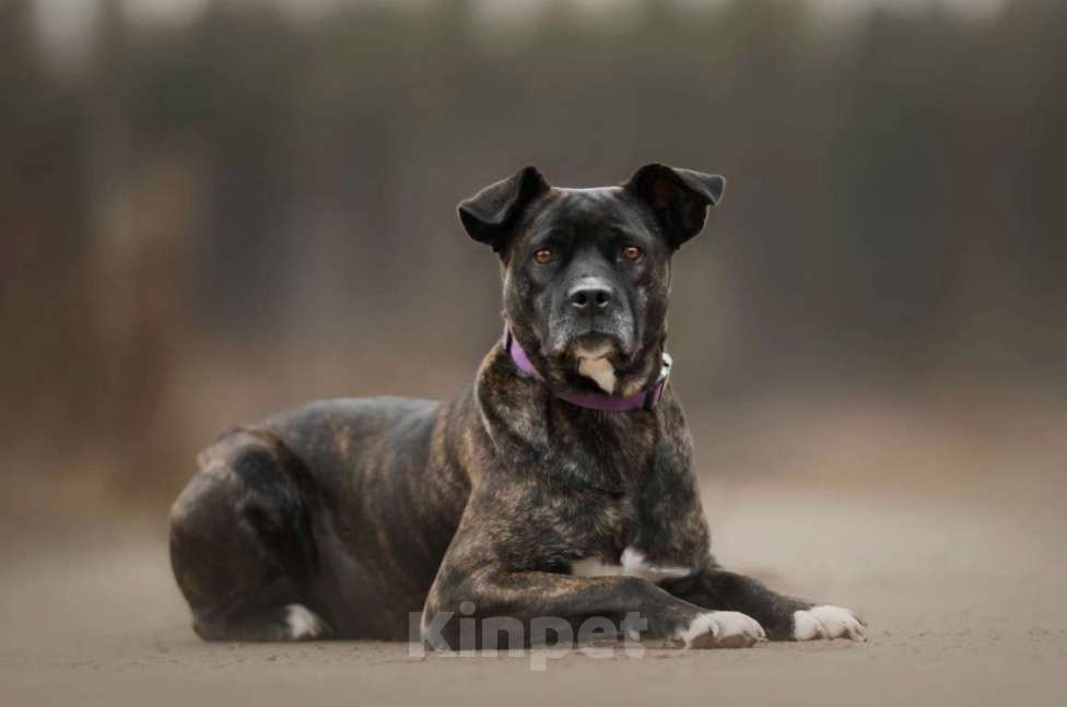 Собаки в Москве: Красавица и умница Кора Девочка, Бесплатно - фото 3