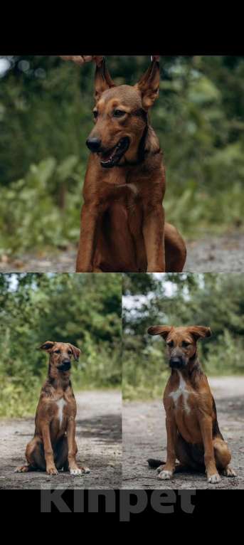 Собаки в Ревде: Рыжие красотки ксоло Девочка, 800 руб. - фото 1