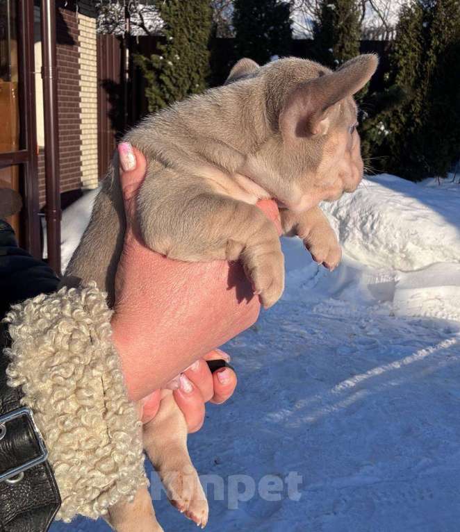 Собаки в Москве: Французский бульдог щенок Мальчик, 100 000 руб. - фото 3