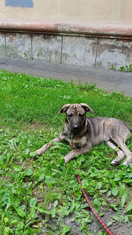 Собаки в Иркутске: Отдаём лучшего щенка Мальчик, Бесплатно - фото 3