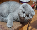 Кошки в Калуге: Шотландские котята Девочка, 30 000 руб. - фото 4