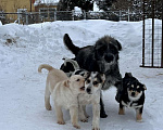 Собаки в Москве: Маленькие щенки в добрые руки (есть коротколапик)! Мальчик, 10 руб. - фото 6