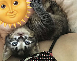 Кошки в Ростове-на-Дону: Котик в добрые ручки))) Мальчик, 10 руб. - фото 1